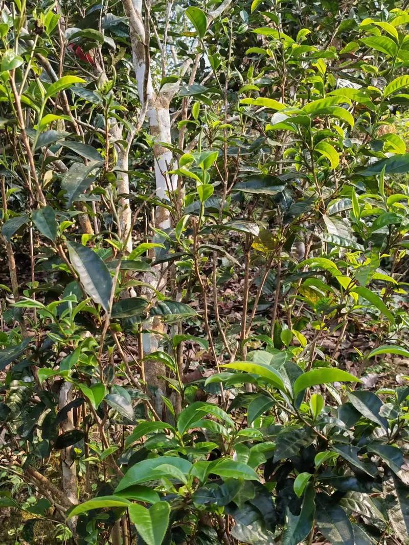 茶叶能泡多少泡,记得这个口诀就行